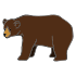 Brown Bear